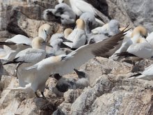 Gewimmel auf dem Tölpelfelsen