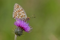 Falter auf Distel