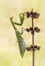 Herbstzeit ist Mantis-Zeit...