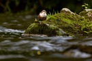 Die Wasseramsel ist immer wieder ein schönes Motiv