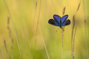 Plebejus argyrognomon