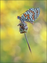 *Melitaea didyma*