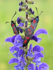 Trio