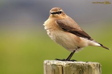 Steinschmätzer (Oenanthe oenanthe)