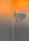 Aricia agestis im letzten Licht des Tages