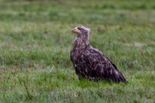 Seeadler Jungtier