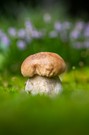 Steinpilz im Moos