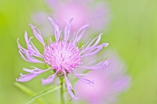 Wiesenflockenblume