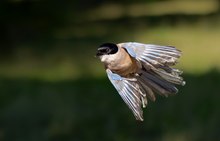 Blauelster legt den Turbo ein