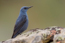 Blaumerle – Monticola solitarius