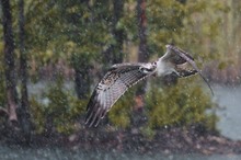 Fischadler im Starkregen