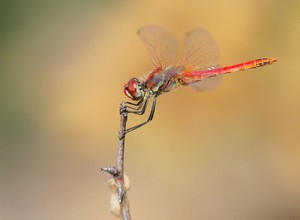 Frühe Heidelibelle (Sympetrum fonscolombii)