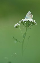 Der Hauhechel-Bläuling