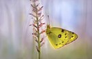 Goldene Acht ( Colias hyale ) ...,