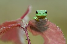 Herbstblatt-Laubi