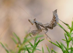 Ameles spallanzania  '23 (Weibchen)