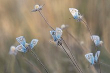 Federleicht im Wind....