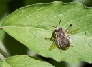 Gemeine Pelzbiene   (Anthophora plumipes)