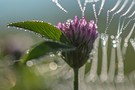 Kleeblüte wie im Hochzeitsschmuck