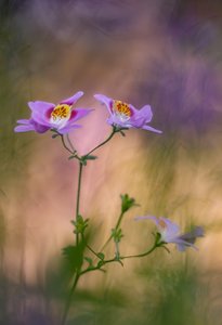 Spaltblume mit Altglas