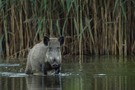 Wildschwein im See 2