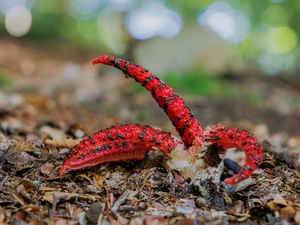 Tintenfischpilz  (Clathrus archeri )