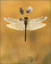 *Heidelibelle im Morgenlicht*