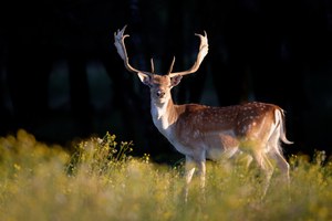 Damhirsch in der Abendsonne