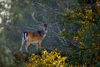 Damhirsch im Herbst