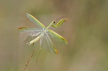 Mantis Flugbild