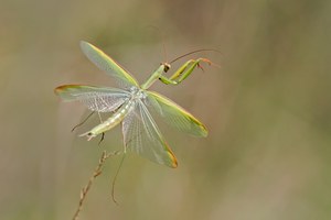 Mantis Flugbild