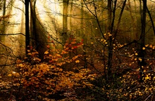 Blätterwald in herbstlicher Zierde