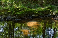 Licht und Schatten im Bach