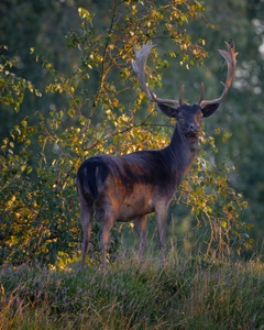 schwarzer Damhirsch