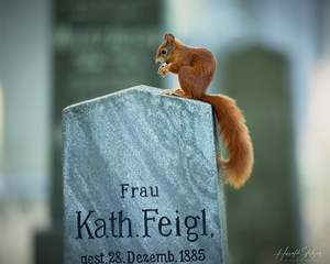 Am Friedhof ist Leben