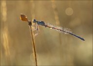 *Platycnemis pennipes*