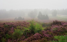 Heide im Morgennebel