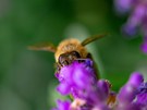 Honigbiene auf Lavendelblüte 1
