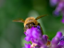Honigbiene auf Lavendelblüte 1