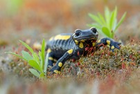 Feuersalamander