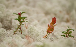 Skandinaviens Flora