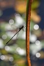 Kleinlibelle im Gegenlicht