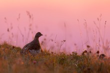 Ein Sommermorgen