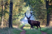 Hirsch