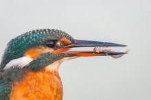 Eisvogel mit seinem Frühstück