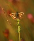 Zweibrütiger Würfel-Dickkopffalter?