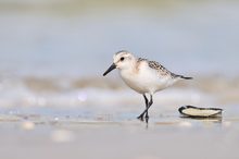 Sanderling