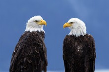 Weißkopfseeadler