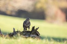 Bussard mit herbstlichem Umfeld