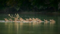 Der Hirsch im Wasser